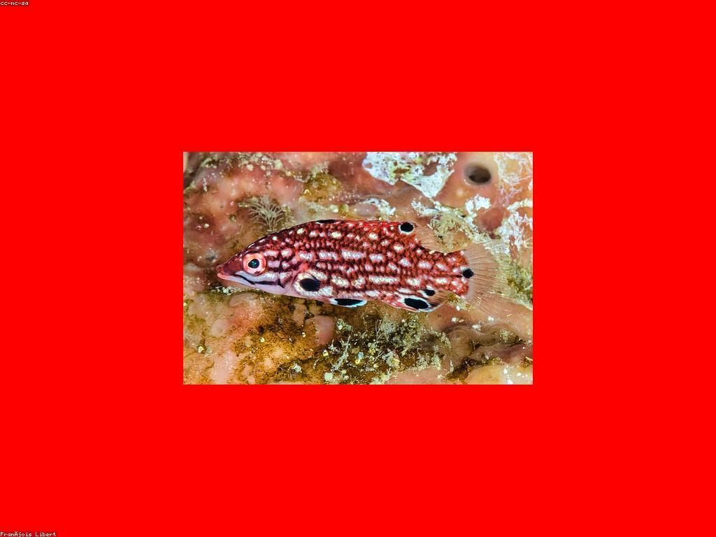 វិភាគស្លត: គំនិតអំពីនីតិវិធីរស់នៅទំនាស់